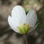 Oxalis acetosella 花