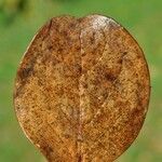 Monimia rotundifolia Blatt