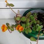 Portulaca umbraticola फूल