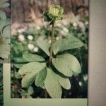 Adoxa moschatellina 葉