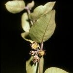 Diplolepis mucronata Flower