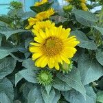 Helianthus decapetalus Цветок