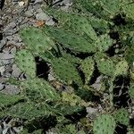 Opuntia humifusa 葉