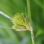 Carex bohemica Lorea