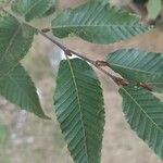 Nothofagus alpina Hoja