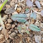 Boerhavia repens Leaf