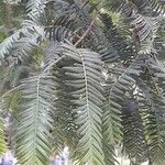 Cephalotaxus fortunei Blad