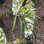 Encyclia tampensis Leaf