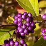 Callicarpa dichotoma Meyve
