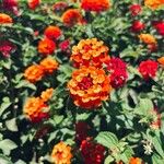 Lantana camaraΛουλούδι