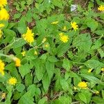 Hieracium murorumফুল