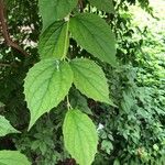 Philadelphus lewisii Yaprak