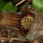 Asarum hartwegii