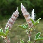 Argyrolobium zanonii Fruit