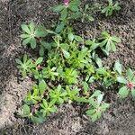 Portulaca pilosa Fuelha