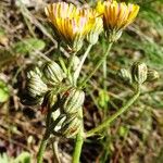 Crepis nicaeensis Fiore