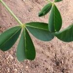 Crotalaria incana Лист