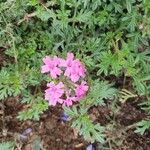 Verbena tenera Blomst