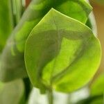 Eustoma russellianum Leaf