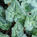 Cyclamen hederifoliumBlatt