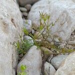 Galium setaceum आदत