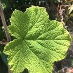 Rubus alceifolius List