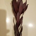 Leucadendron salignum Folha