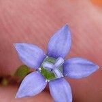 Wahlenbergia marginata Flower