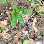Orthosiphon thymiflorus Blatt