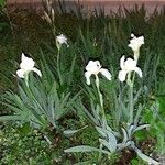 Iris albicans Хабит