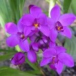 Spathoglottis unguiculata Flower