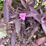 Tradescantia pallida花