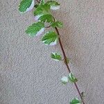 Plectranthus madagascariensis 葉