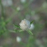 Centaurea aplolepa Gyümölcs