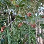 Pinus attenuata Yaprak