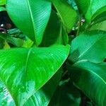 Heliconia indica List