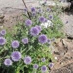 Echinops bannaticus പുഷ്പം