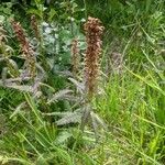 Pedicularis recutita Цветок