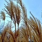 Miscanthus sinensis Frukt