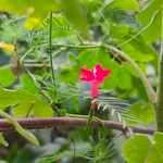 Ipomoea quamoclit Квітка