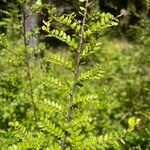 Nothofagus solandri Leaf