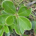 Vaccinium uliginosum Leaf