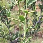 Gymnosporia buxifolia Leaf