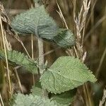 Eupatorium rotundifolium عادت