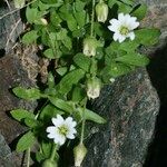 Cerastium pedunculatum Yeri