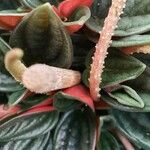 Peperomia caperata Alia