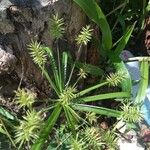 Cyperus odoratus Ліст