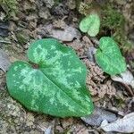 Cyclamen balearicum Leaf