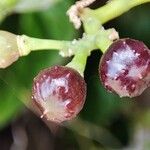 Cissus verticillata Vrucht