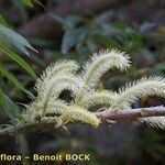 Salix pedicellata Other